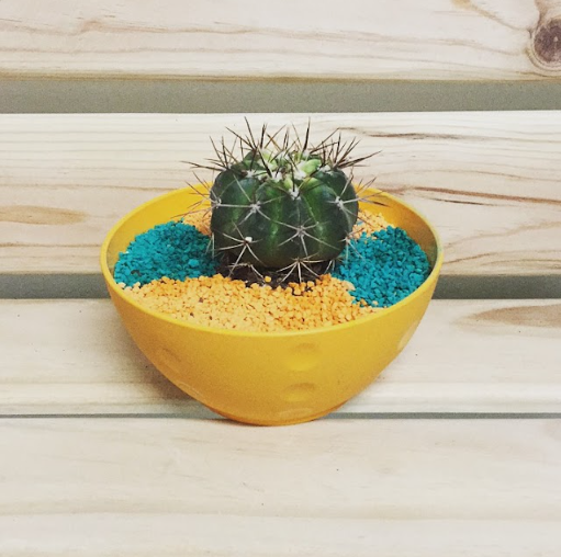 Natural cactus planted in plastic bottles-صبار طبيعي مزروع بقوار من البلاستيك